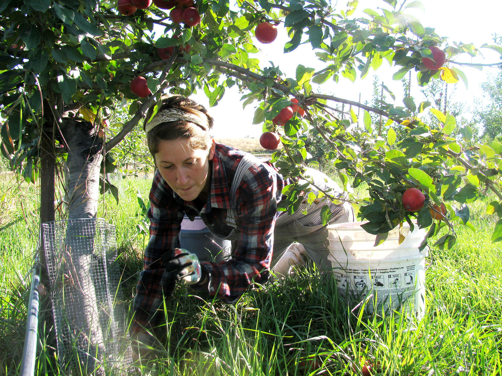 The Cider Farm